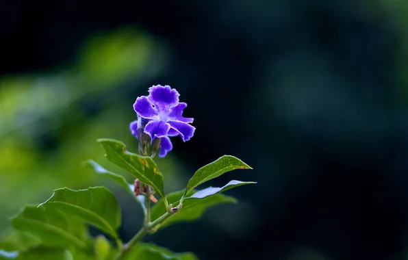 Цветок, листья, синий, размытость