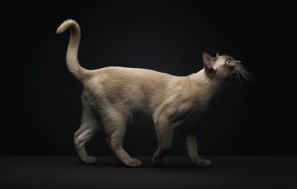 Картинка кот, хвост, сиамский