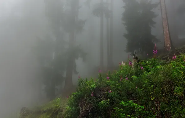 Лес, пейзаж, природа, туман