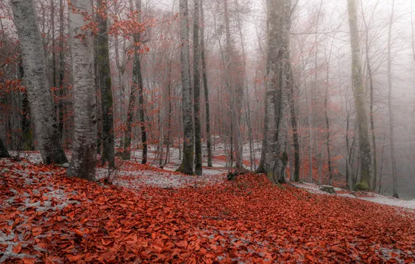 Картинка осень, лес, листья, снег