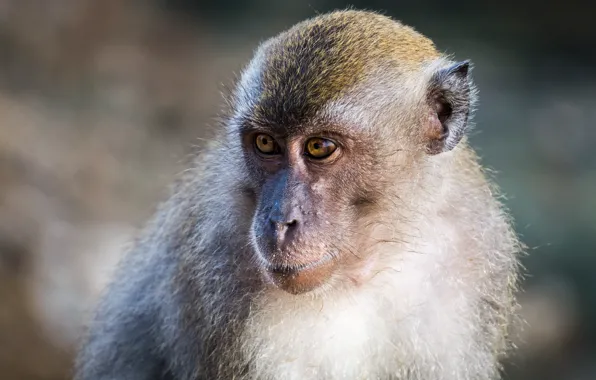 Monkey, animal, portrait, mammal, malaysia, kuantan