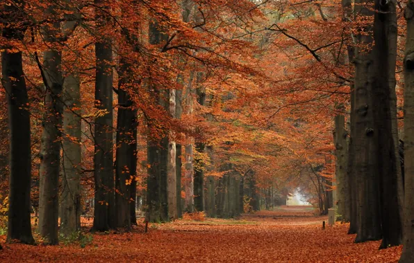 Картинка лес, листья, деревья, парк, ветви, Осень, дорожка, аллея