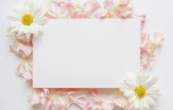 Цветы, ромашки, лепестки, paper, petals, chamomiles