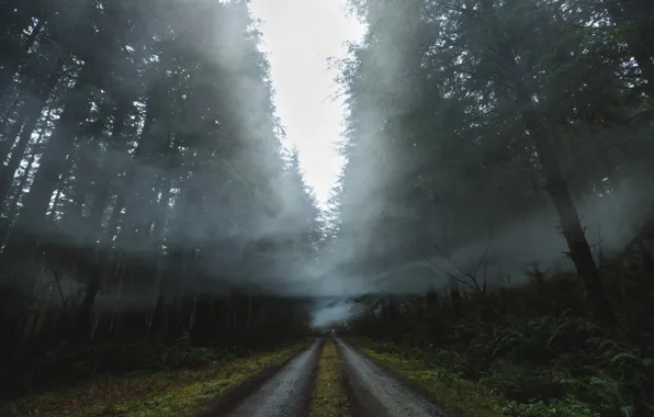 Картинка дорога, лес, природа, туман, дым, дымка