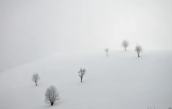 Поле, снег, пейзаж, туман