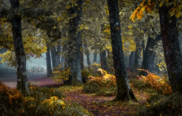 Картинка лес, деревья, природа