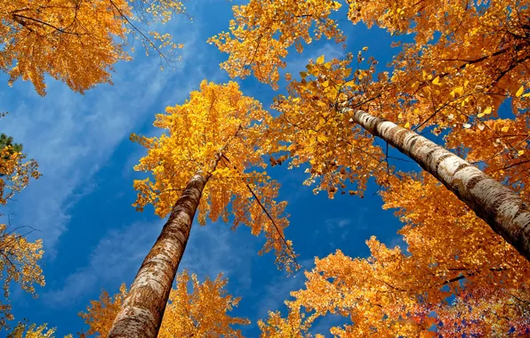 Картинка желтые листья, Осень, березы