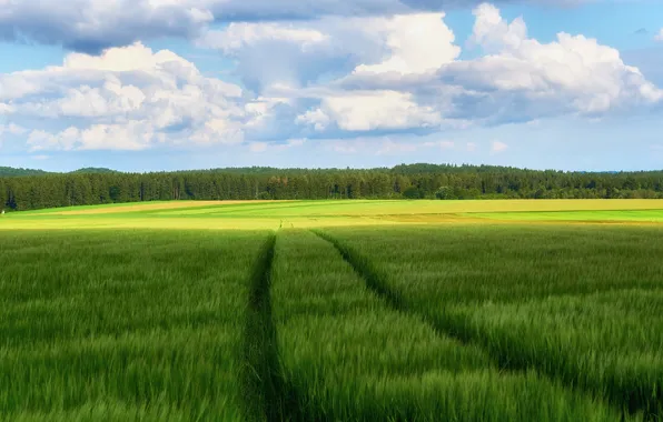 Дорога, зелень, поле, лес, лето, небо, облака, голубое
