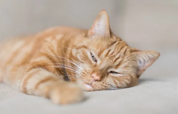 Картинка кошка, отдых, мордочка, рыжий кот