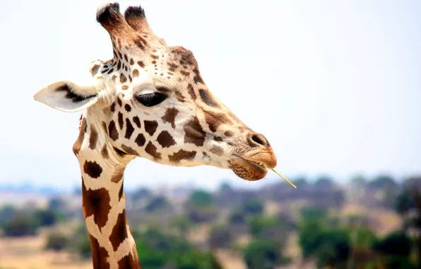 Картинка Природа, Жираф, Африка, Животное