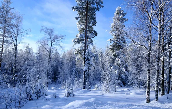 Картинка зима, лес, снег, много
