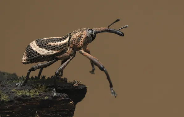 Картинка макро, насекомое, macro, insect, хлопковый долгоносик, large beetle, большой жук, Anthonomus grandis