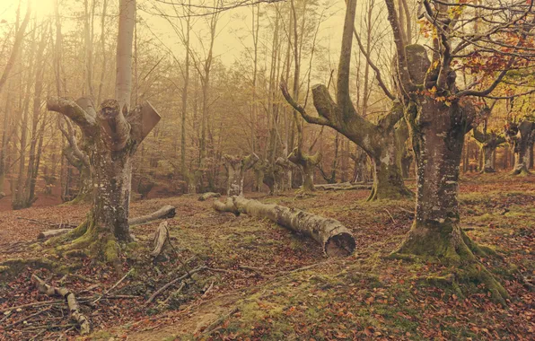 Картинка sunshine, forest, trees, leaves, branches, moss