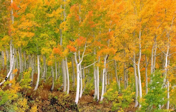 Картинка осень, лес, листья, деревья, роща, осина