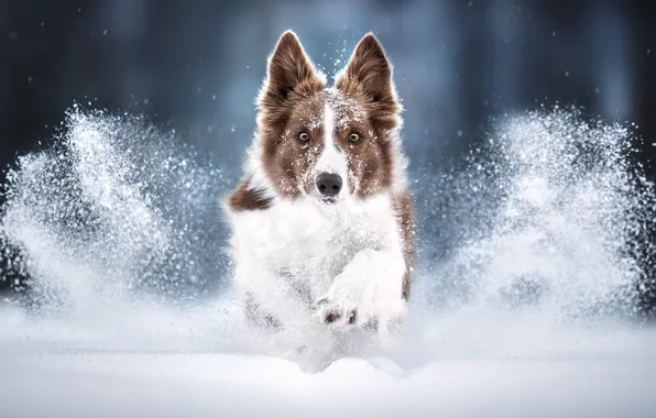 Картинка зима, морда, снег, собака, бег, прогулка, Бордер-колли