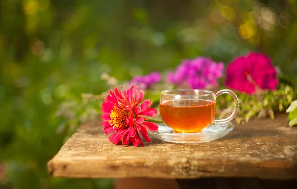 Цветы, чай, напиток, циннИя
