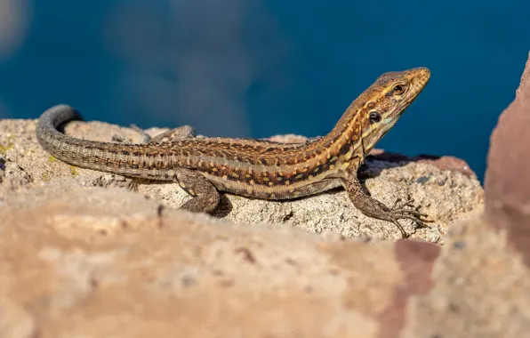 Картинка взгляд, камни, фон, берег, ящерица, голубой фон, рептилия