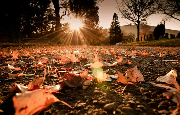 Картинка дорога, осень, солнце, макро, лучи, свет, блики, листва