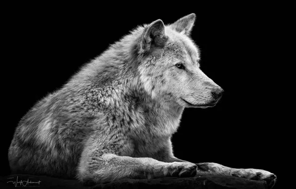 Картинка nature, predator, animal, wolf, wildlife, portrait, portrait., Canis lupus. face