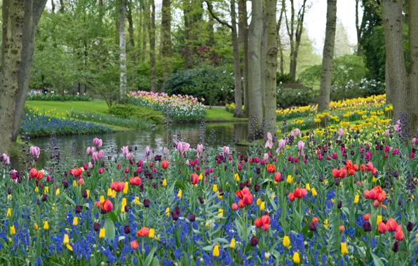Деревья, цветы, ветки, озеро, парк, trees, park, flowers