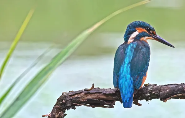 Nature, bird, blue, lake