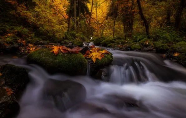 Картинка осень, лес, деревья, пейзаж, природа, камни, листва, водопад