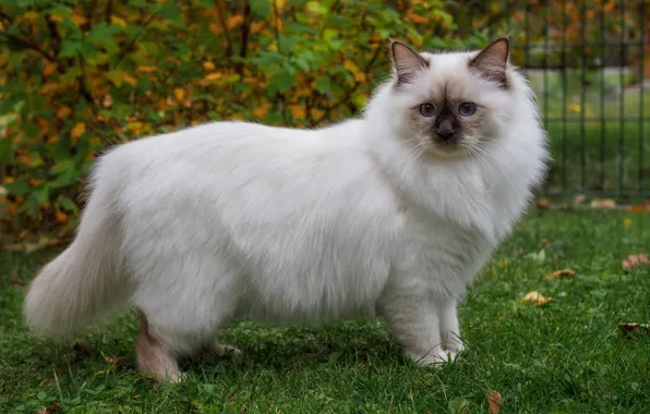 Зелень, осень, кошка, белый, трава, кот, взгляд, природа