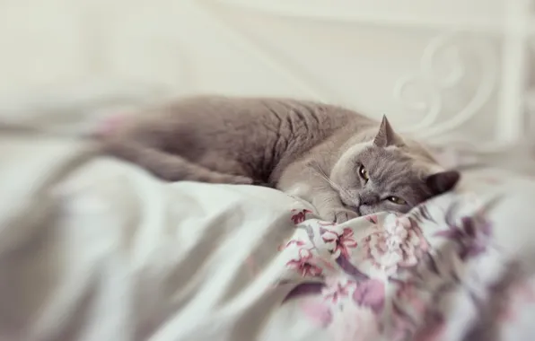 Картинка кошка, кот, взгляд, поза, серый, размытие, постель