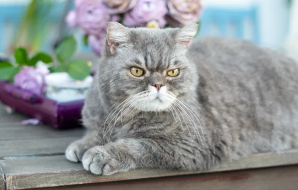 Кошка, кот, взгляд, цветы, скамейка, поза, серый, портрет
