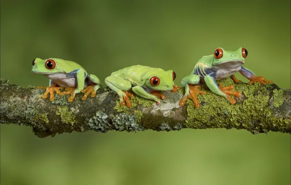 Мох, ветка, лягушки