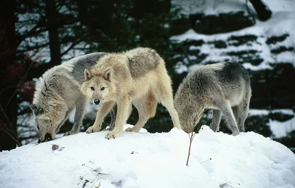 Картинка nature, snow, predator, face, animal, wolf, wildlife, portrait