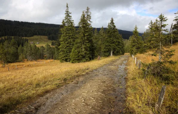 Картинка дорога, осень, деревья