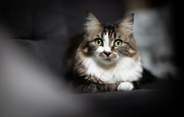 Кошка, кот, взгляд, свет, темный фон, диван, портрет, размытие