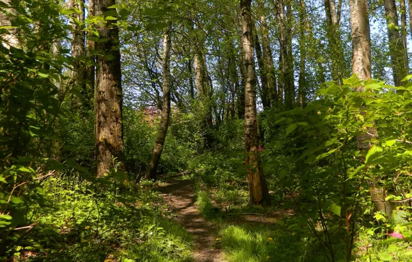 Картинка зелень, деревья, green, Лес, forest, тропинка, trees, nature