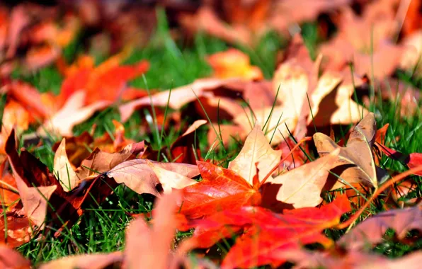 Осень, трава, листья, клен