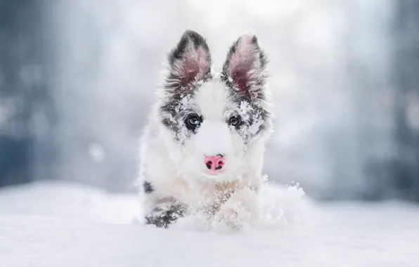 Картинка зима, иней, взгляд, морда, снег, природа, портрет, собака