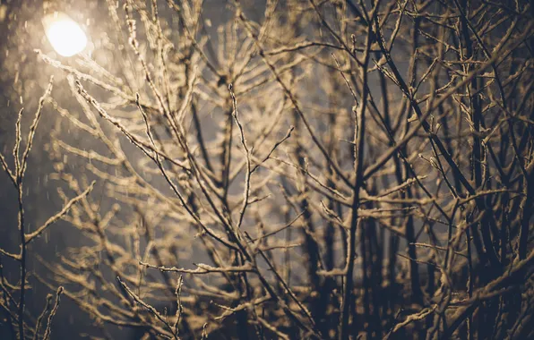 Картинка зима, снег, ветки, фонарь