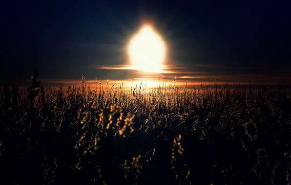 Картинка поле, небо, трава, солнце, свет, закат