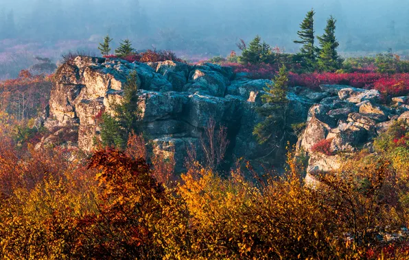 Картинка осень, деревья, туман, скалы