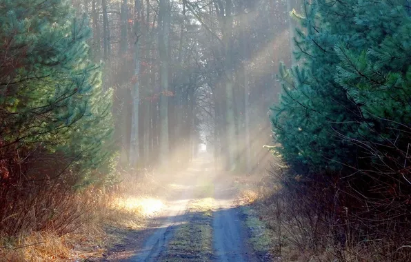 Картинка дорога, лес, утро