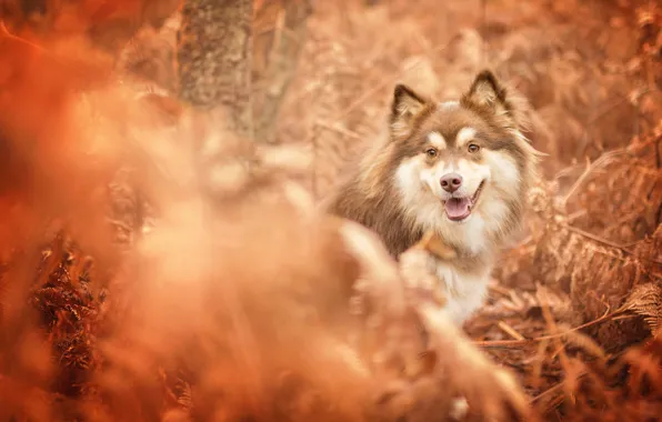 Картинка осень, морда, собака, боке, Финский лаппхунд