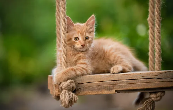 Фон, качели, рыжий, котёнок, Юрий Коротун