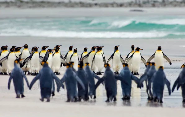 Картинка птица, королевский пингвин, Фолклендские острова