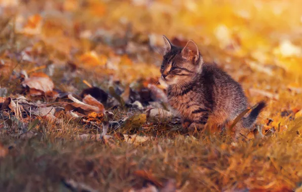 Картинка осень, листья, малыш, котёнок