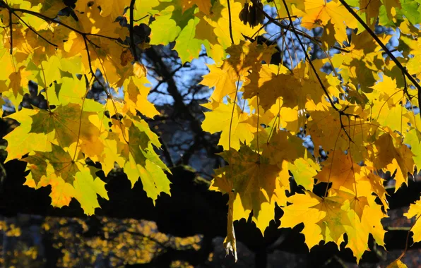 Yellow, autumn, leaf