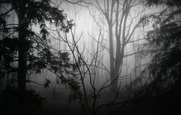 Картинка лес, деревья, природа, туман, черно-белое, монохром