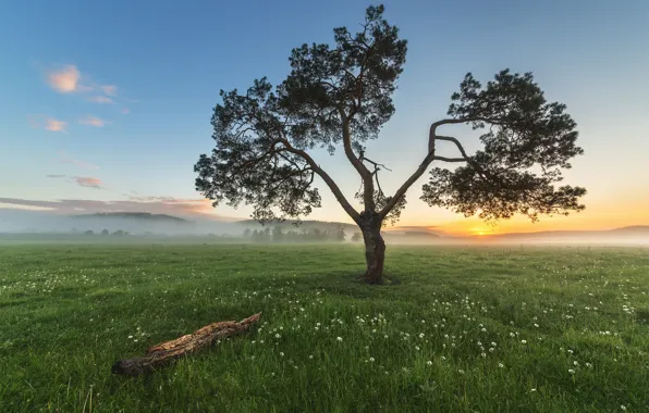 Картинка небо, трава, дерево