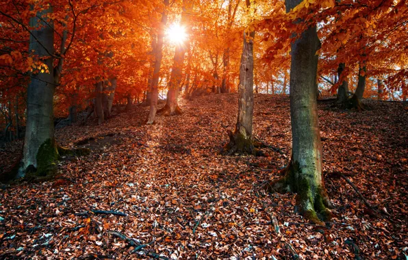 Картинка осень, лес, солнце, листва, colors, forest, Autumn, leaves