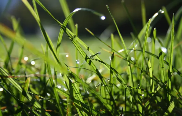 Картинка поле, трава, капли, grass, macro, dew drops