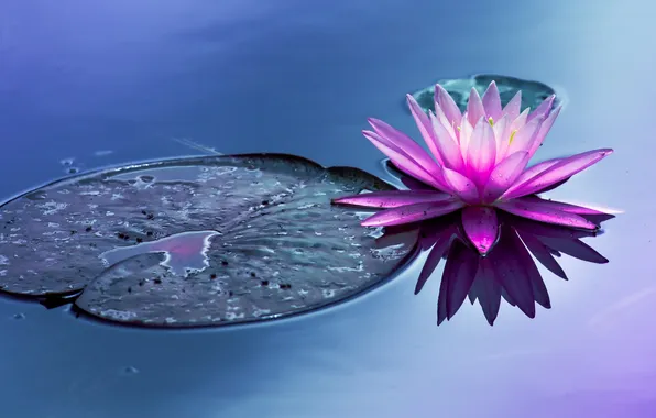Картинка цветок, вода, пруд, водяная лилия